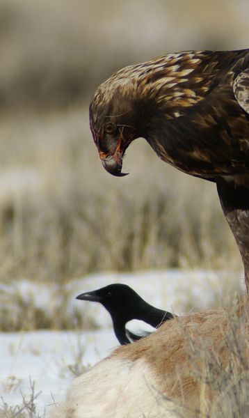 Not birds of a feather. Photo by Cat Urbigkit.