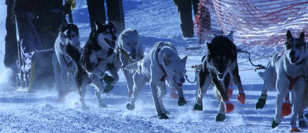 Excited Dogs. Photo by Trey Wilkinson, Sublette Examiner.