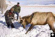 Sawing the elk antler. Photo by Mark Gocke, WGFD..