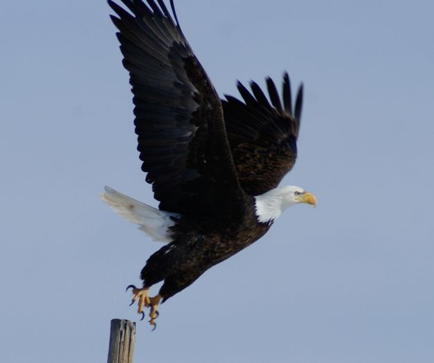 Bald Eagle. Photo by Cat Urbigkit.