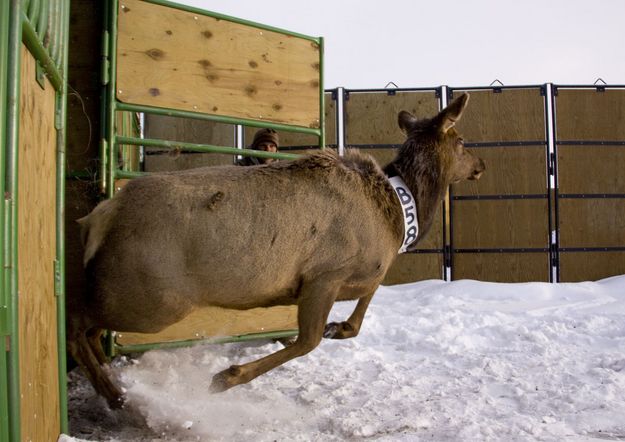 Releasing elk. Photo by Mark Gocke, WGFD.