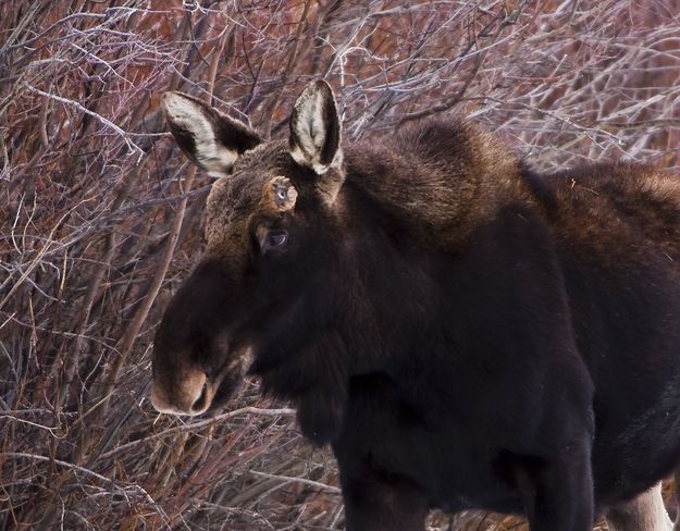 Moose Nubs. Photo by Dave Bell.