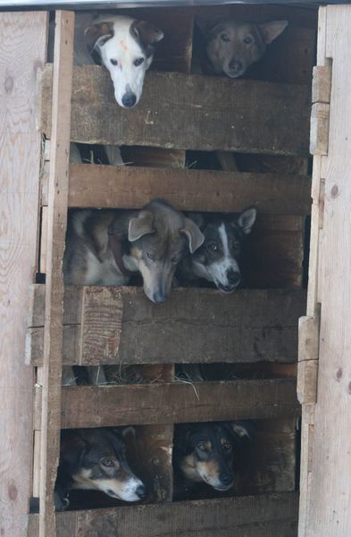 Dog Bunks. Photo by Dawn Ballou, Pinedale Online.