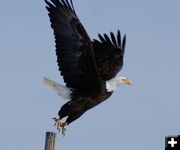 Bald Eagle. Photo by Cat Urbigkit.