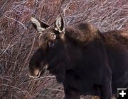 Moose Nubs. Photo by Dave Bell.