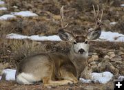 Muley. Photo by Cat Urbigkit.