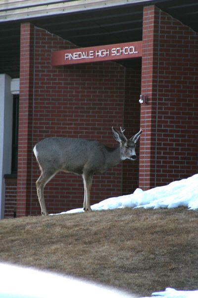 Little Buck. Photo by Pam McCulloch, Pinedale Online.