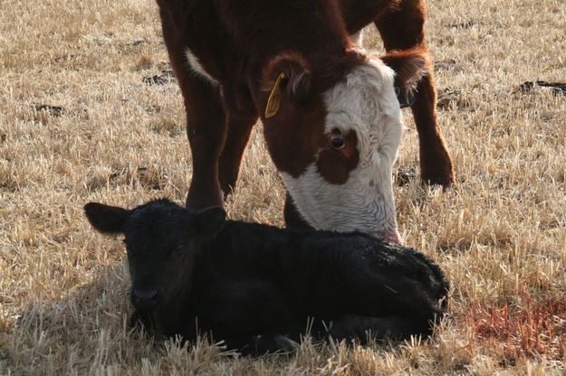 New calf. Photo by Carie Whitman.
