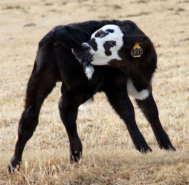 Chasing his tail. Photo by Carie Whitman.