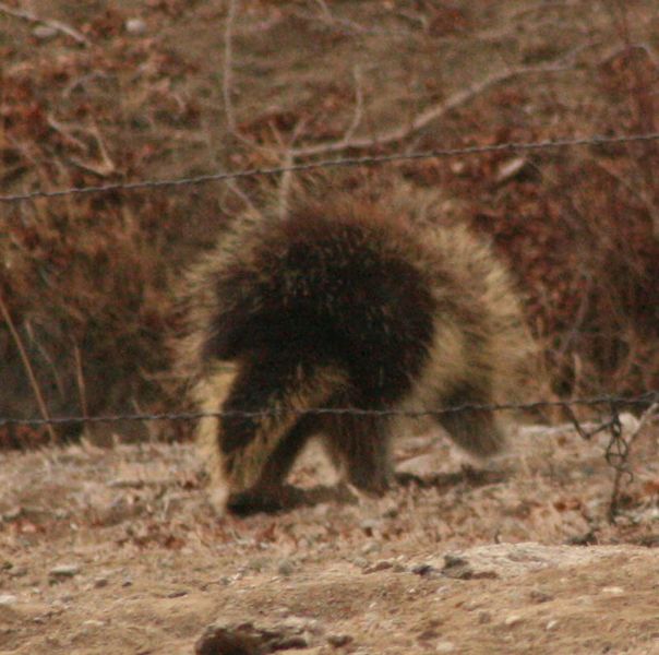 Adult porcupine. Photo by Dawn Ballou, Pinedale Online.