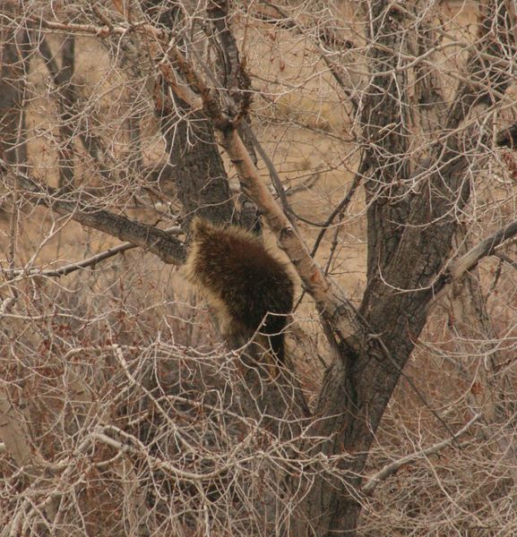 Looking for a meal. Photo by Dawn Ballou, Pinedale Online.