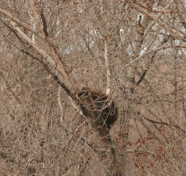 Gnawing. Photo by Dawn Ballou, Pinedale Online.