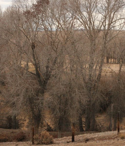 Up a tree. Photo by Dawn Ballou, Pinedale Online.