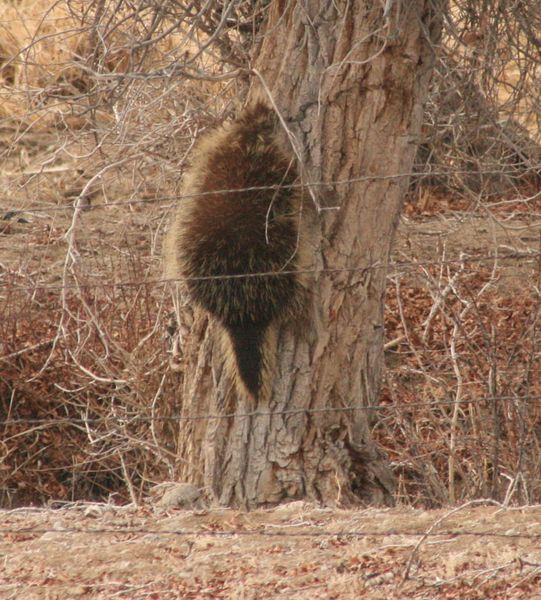 Up the trunk. Photo by Dawn Ballou, Pinedale Online.