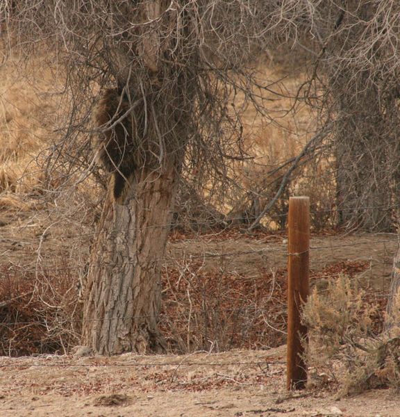 To the first branch. Photo by Dawn Ballou, Pinedale Online.