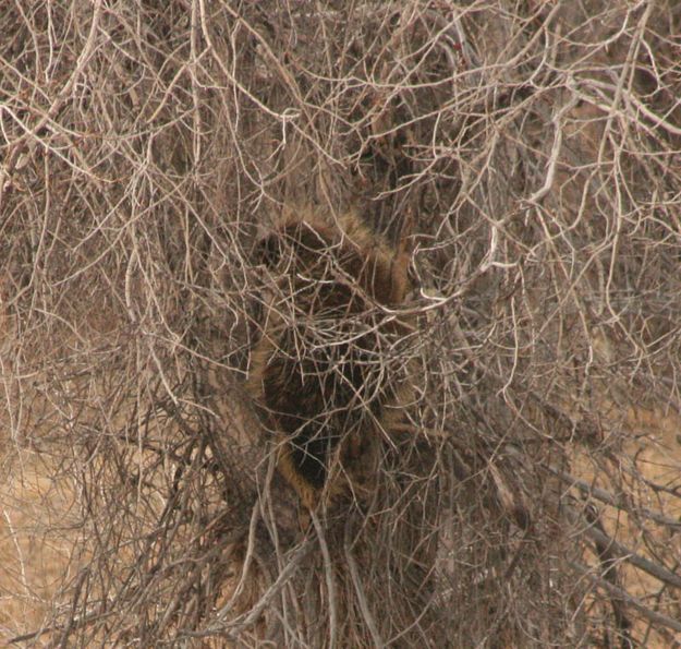 Tangled branches. Photo by Dawn Ballou, Pinedale Online.