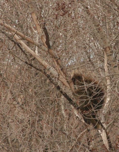 Chewed branches. Photo by Dawn Ballou, Pinedale Online.