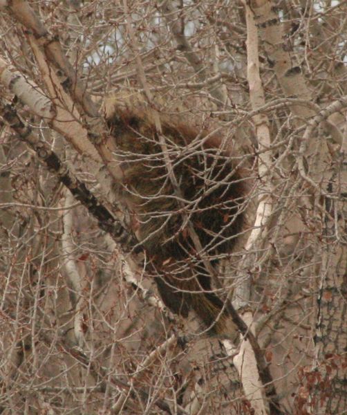 Porcupine. Photo by Dawn Ballou, Pinedale Online.