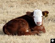 Little Red Neck. Photo by Carie Whitman.