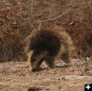 Adult porcupine. Photo by Dawn Ballou, Pinedale Online.