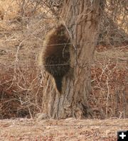 Up the trunk. Photo by Dawn Ballou, Pinedale Online.