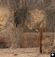 To the first branch. Photo by Dawn Ballou, Pinedale Online.