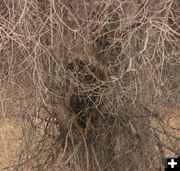 Tangled branches. Photo by Dawn Ballou, Pinedale Online.