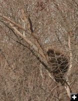 Chewed branches. Photo by Dawn Ballou, Pinedale Online.