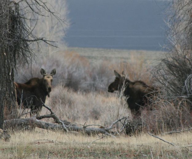 Two Moose. Photo by Dawn Ballou, Pinedale Online.