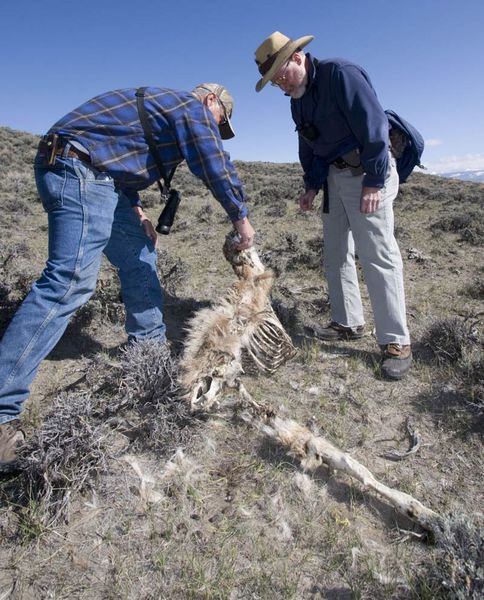 2008 Deer Mortality Survey. Photo by Mark Gocke, WGFD.