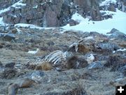 Elk photo 2. Photo by Scott & Marjorie Justice.