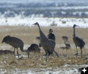 Boulder Cranes. Photo by Cat Urbigkit.