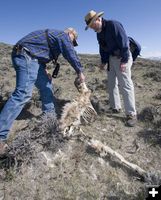 2008 Deer Mortality Survey. Photo by Mark Gocke, WGFD.