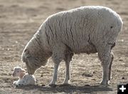 Lambing. Photo by Cat Urbigkit.