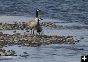 New Fork Geese. Photo by Cat Urbigkit.