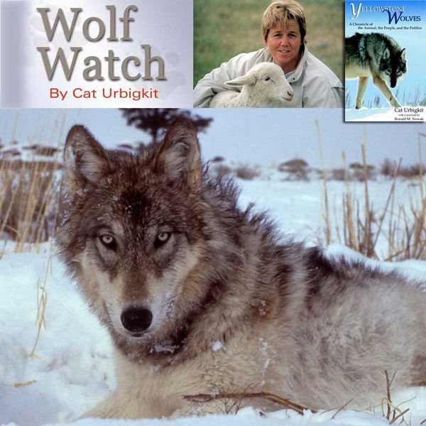 Wolf Watch. Photo by Cat Urbigkit.