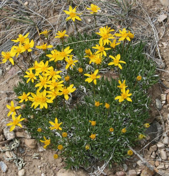 Dwarf Goldenweed. Photo by Dawn Ballou, Pinedale Online.