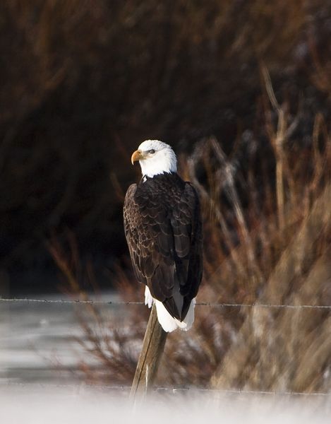 Bald Eagle. Photo by Pinedale Online.