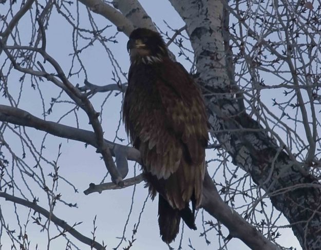 Golden Eagle. Photo by Dave Bell.