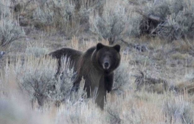 Grizzly In Lamar. Photo by Dave Bell.