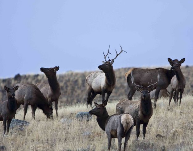 Bull Elk. Photo by Dave Bell.