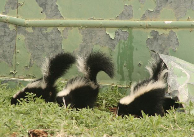 3 Baby Skunks. Photo by Dawn Ballou, Pinedale Online.