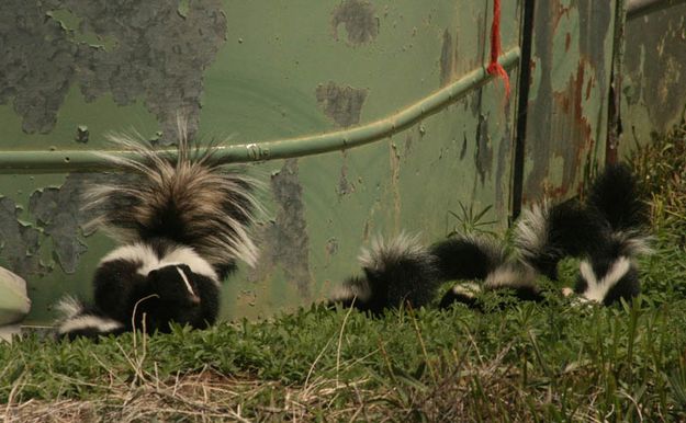 Skunk Family. Photo by Dawn Ballou, Pinedale Online.