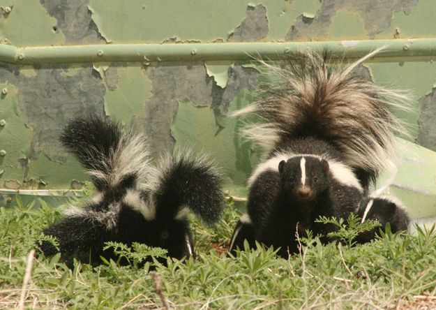 Mom and the kids. Photo by Dawn Ballou, Pinedale Online.