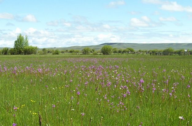 Colorful Wildflowers. Photo by Bettina Sparrowe.