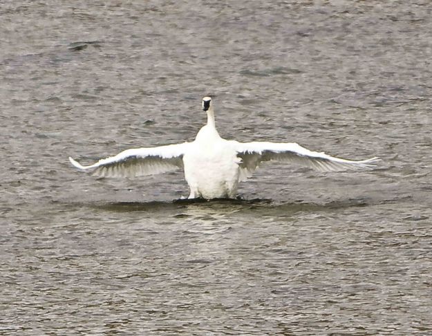 Trumpeter Swan. Photo by Dave Bell.