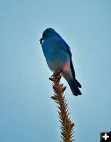 Bluebird. Photo by Dave Bell.