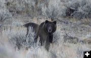 Grizzly In Lamar. Photo by Dave Bell.