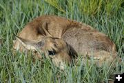 Pronghorn. Photo by Cat Urbigkit.