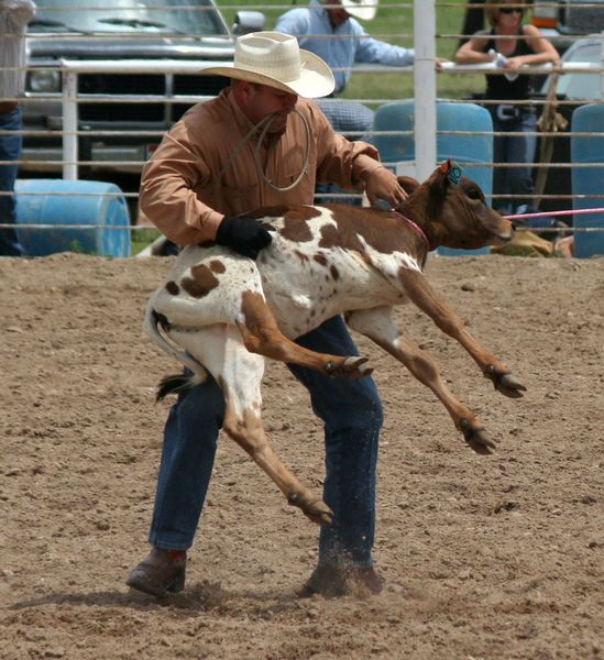 Tie Down Roping. Photo by Clint Gilchrist, Pinedale Online.